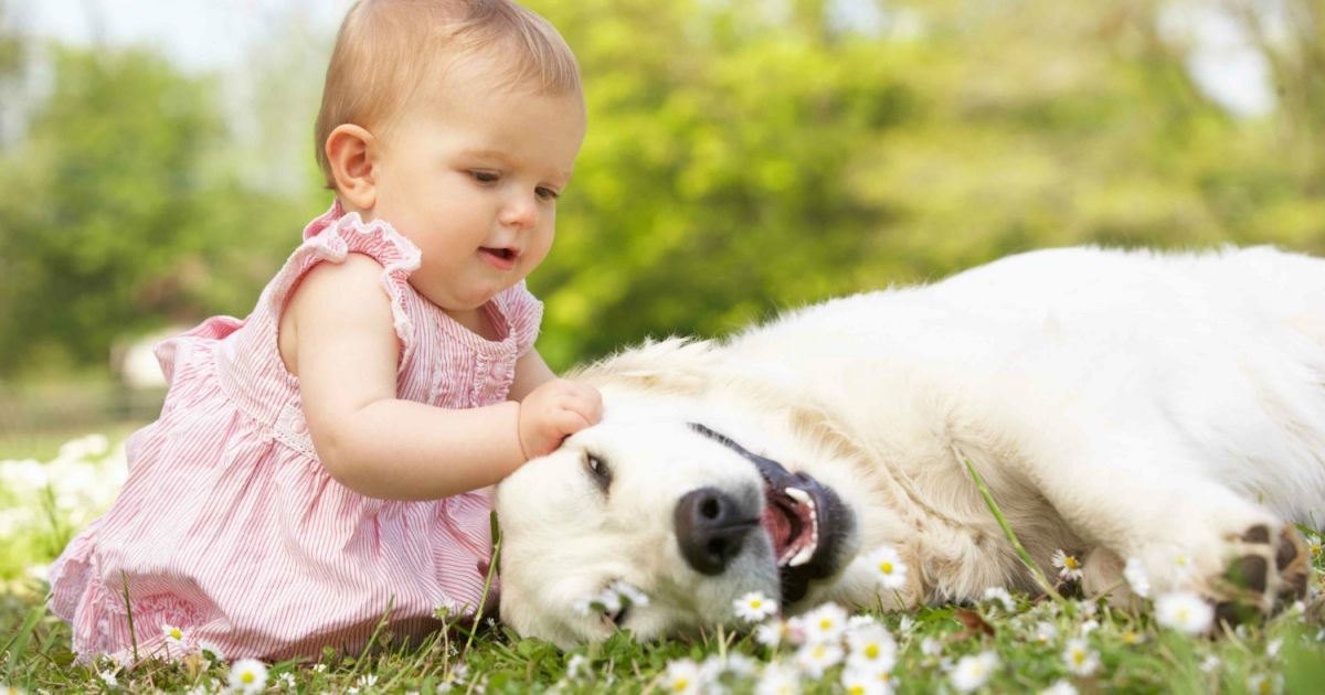 Animaux Domestiques Et Bebe Mamanpourlavie Com