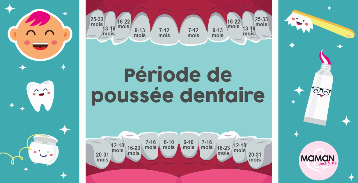Dents de bébé  Institut national de santé publique du Québec